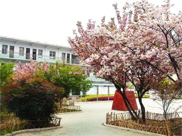襄樊市第七中学校园樱花