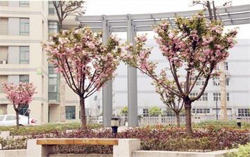 杭州师范大学东城实验学校照片